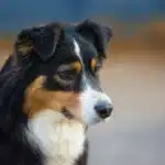 chienne femelle berger australien LOF noir tricolore