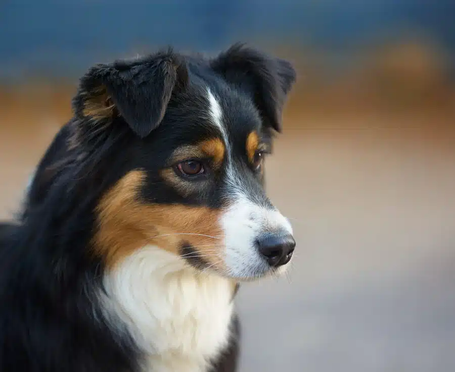 chienne femelle berger australien LOF noir tricolore