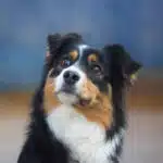 chienne femelle berger australien LOF noir tricolore