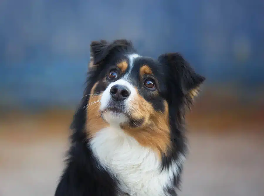 chienne femelle berger australien LOF noir tricolore