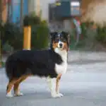 chienne femelle berger australien LOF noir tricolore