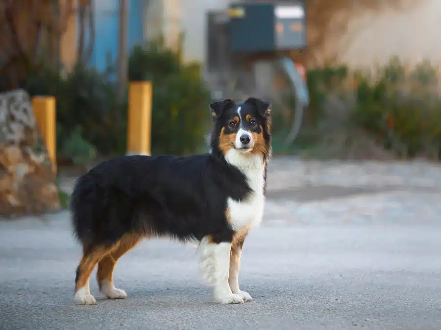 chienne femelle berger australien LOF noir tricolore