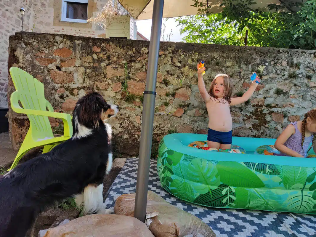 chienne femelle berger australien LOF noir tricolore