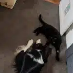 chienne femelle berger australien LOF noir tricolore