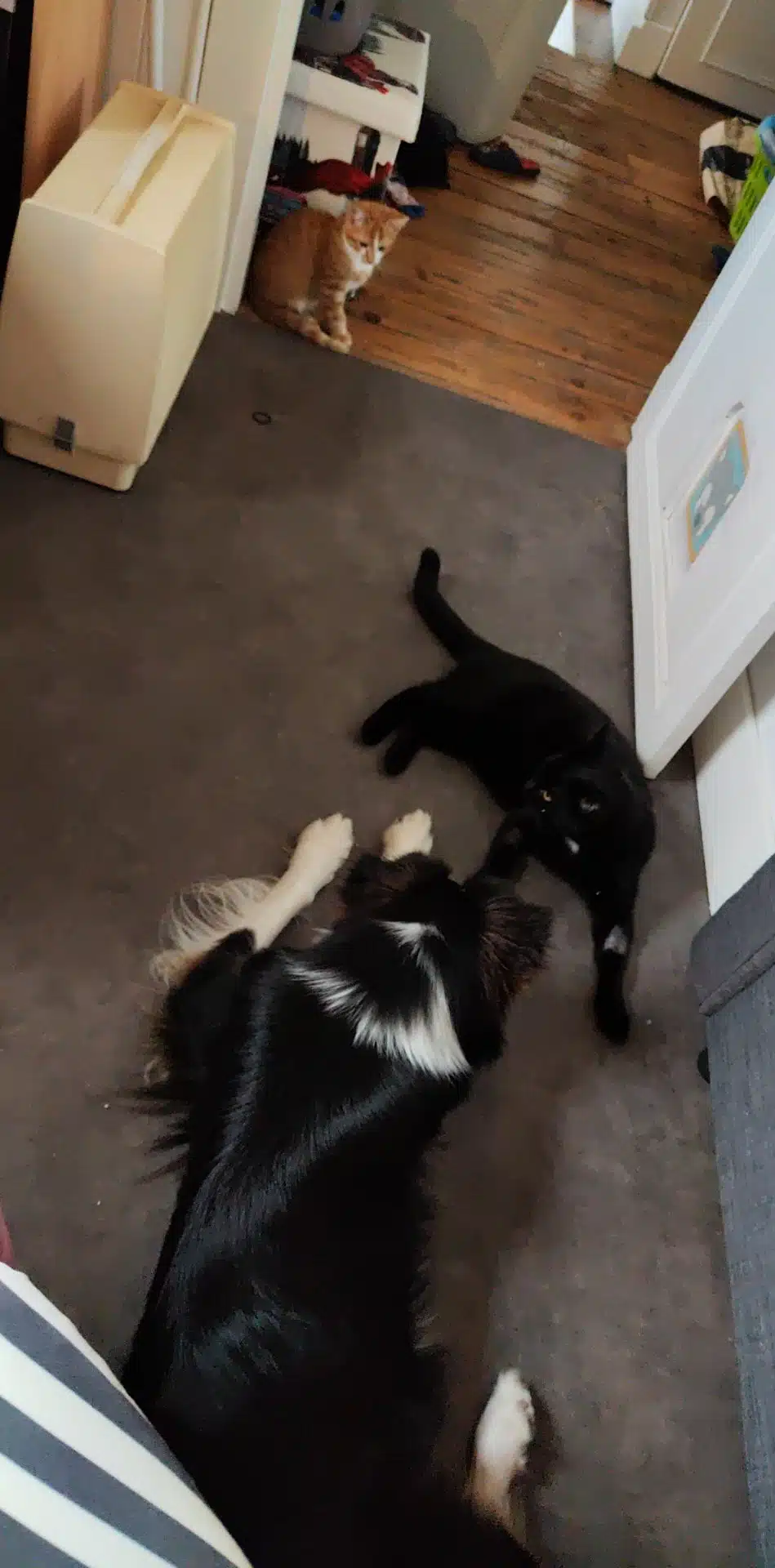 chienne femelle berger australien LOF noir tricolore