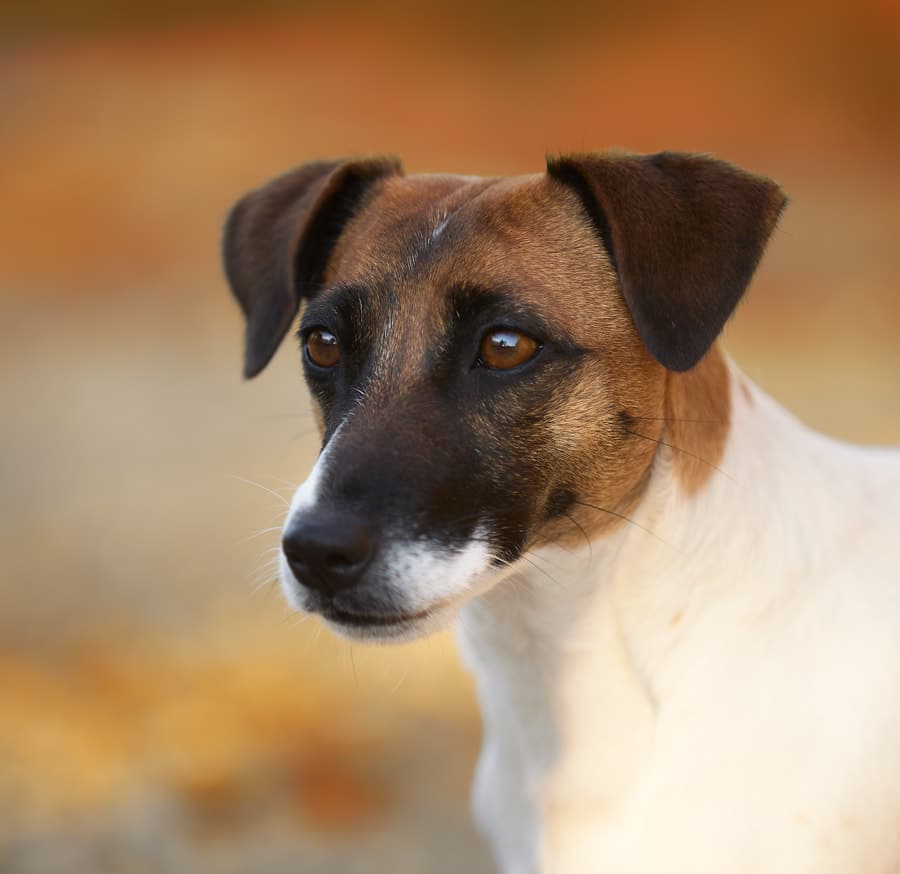 Femelle jack russell terrier fauve et blanc