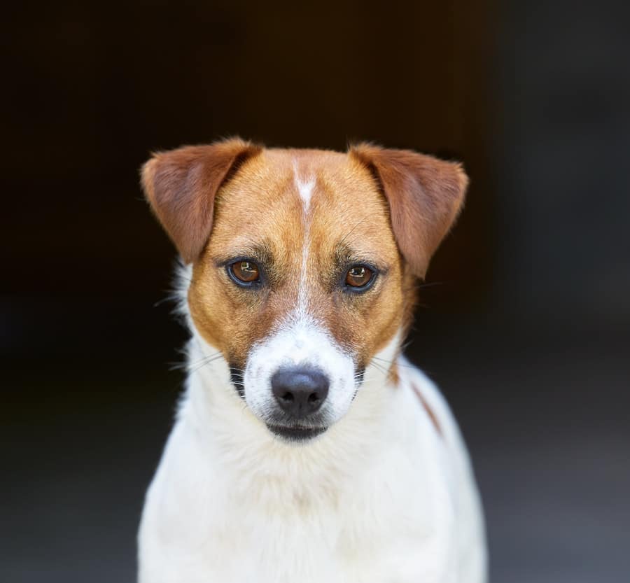 chien jack russell terrier elevage fauve et blanc