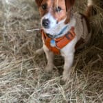 chien jack russell terrier elevage fauve et blanc