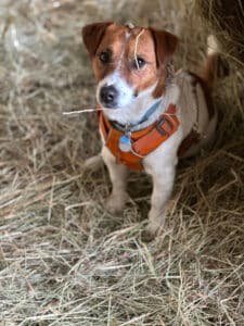 chien jack russell terrier elevage fauve et blanc