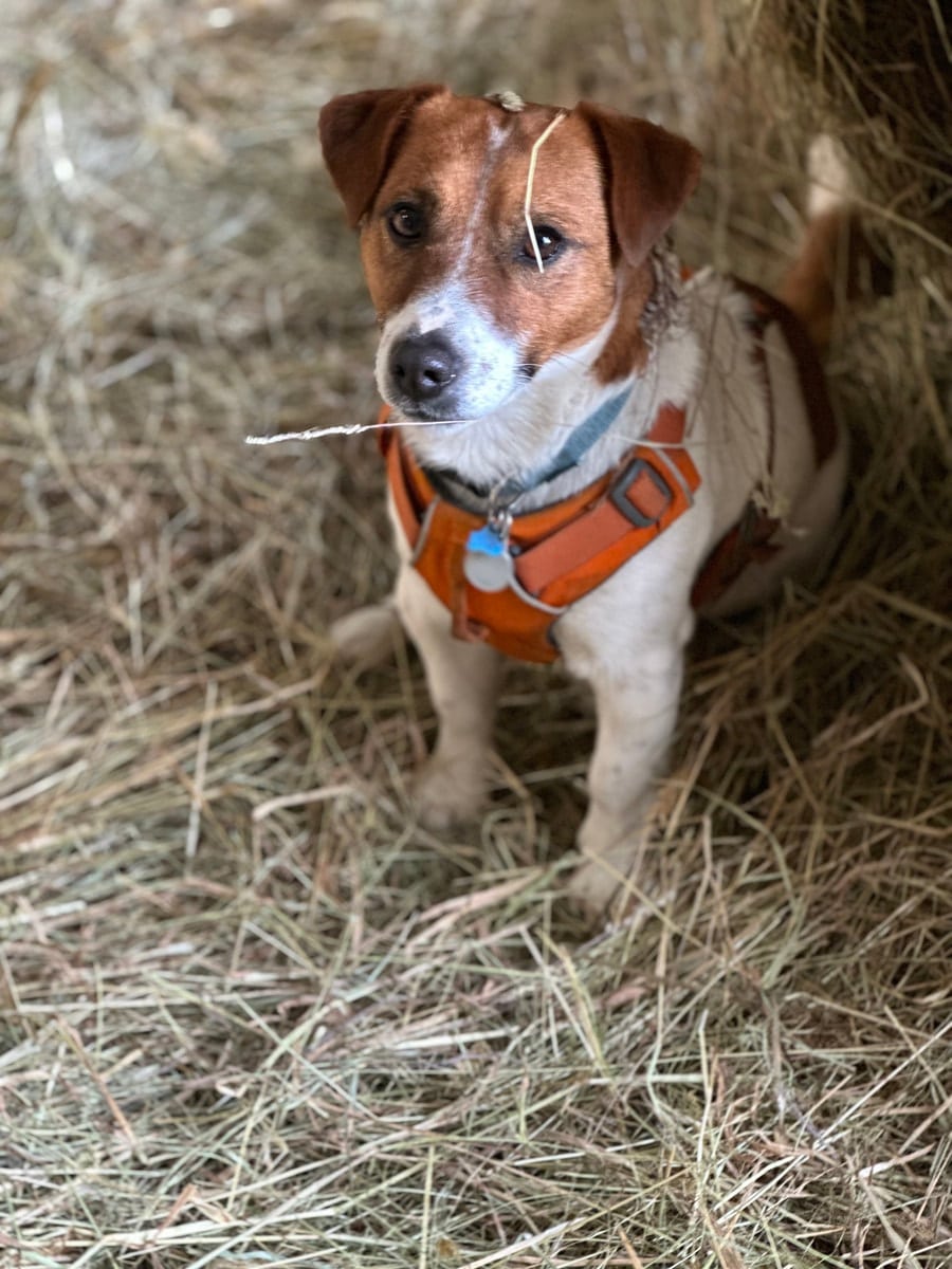 chien jack russell terrier elevage fauve et blanc