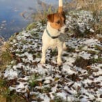 chien jack russell terrier elevage fauve et blanc