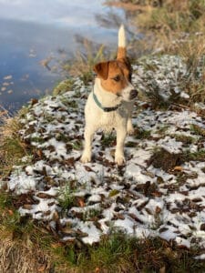 chien jack russell terrier elevage fauve et blanc