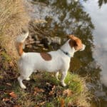 chien jack russell terrier elevage fauve et blanc