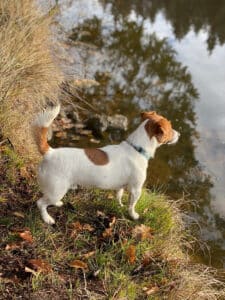 chien jack russell terrier elevage fauve et blanc