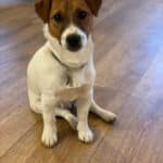 chien jack russell terrier elevage fauve et blanc