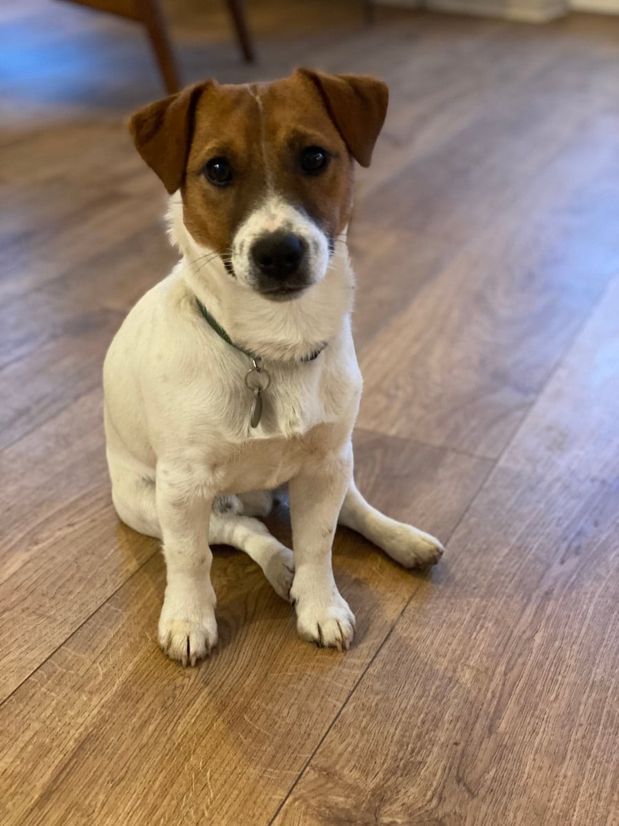 chien jack russell terrier elevage fauve et blanc