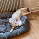 chien jack russell terrier elevage fauve et blanc