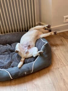 chien jack russell terrier elevage fauve et blanc