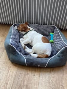 chien jack russell terrier elevage fauve et blanc