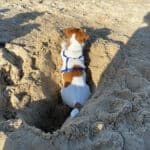 chien jack russell terrier elevage fauve et blanc
