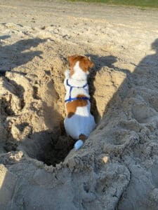 chien jack russell terrier elevage fauve et blanc