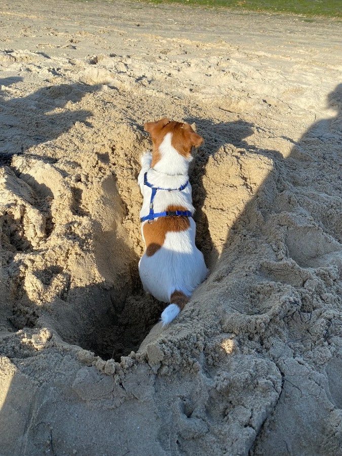 chien jack russell terrier elevage fauve et blanc
