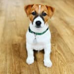 chien jack russell terrier elevage fauve et blanc