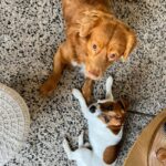 chien jack russell terrier elevage fauve et blanc