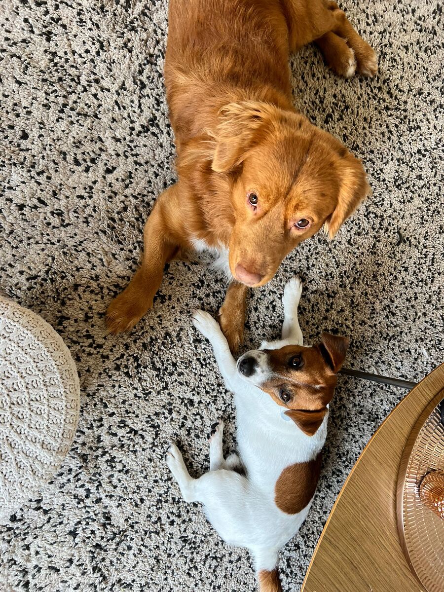 chien jack russell terrier elevage fauve et blanc