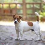 chien jack russell terrier elevage fauve et blanc