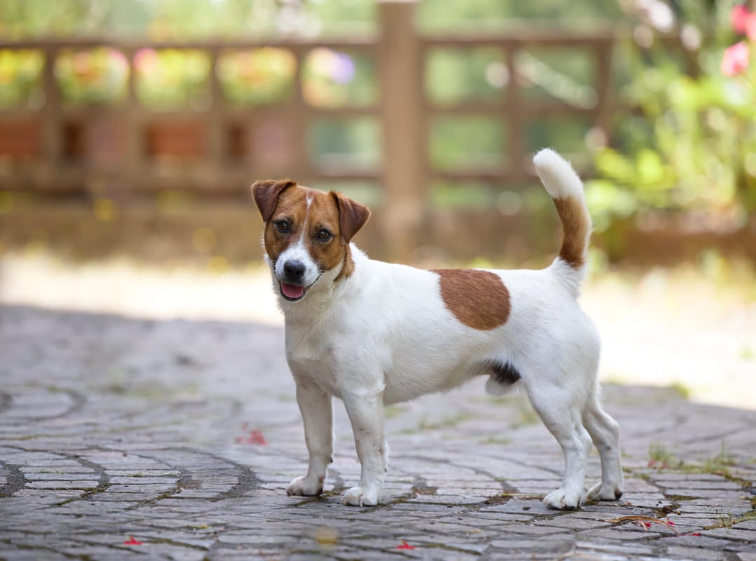 chien jack russell terrier elevage fauve et blanc