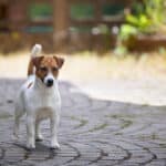 chien jack russell terrier elevage fauve et blanc