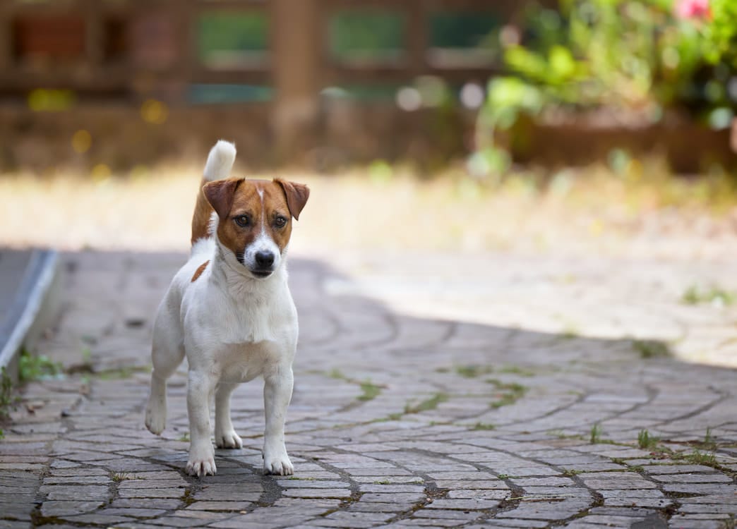 chien jack russell terrier elevage fauve et blanc