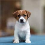 chien jack russell terrier elevage fauve et blanc