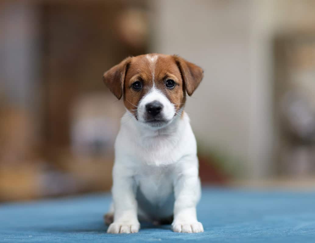 chien jack russell terrier elevage fauve et blanc