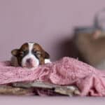 chien jack russell terrier elevage fauve et blanc