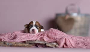 chien jack russell terrier elevage fauve et blanc