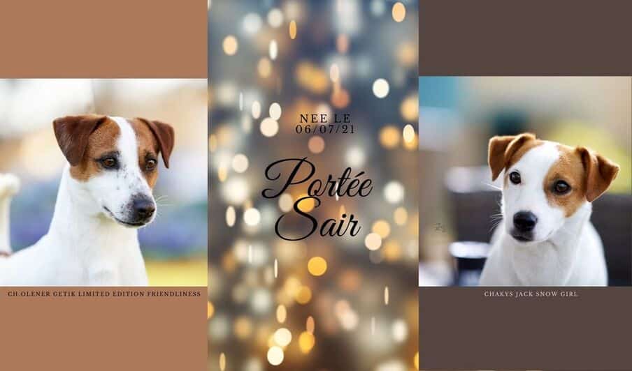 CHIEN JACK RUSSEL TERRIER LOF ELEVAGE