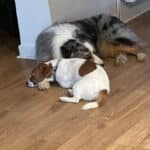 chien jack russell terrier elevage fauve et blanc