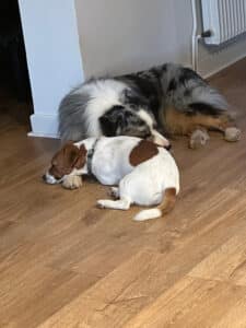 chien jack russell terrier elevage fauve et blanc