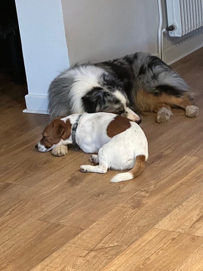 chien jack russell terrier elevage fauve et blanc