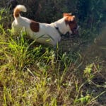 chien jack russell terrier elevage fauve et blanc