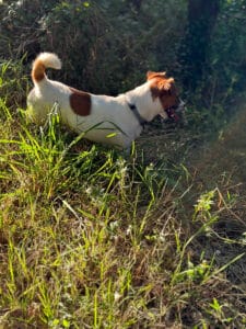 chien jack russell terrier elevage fauve et blanc