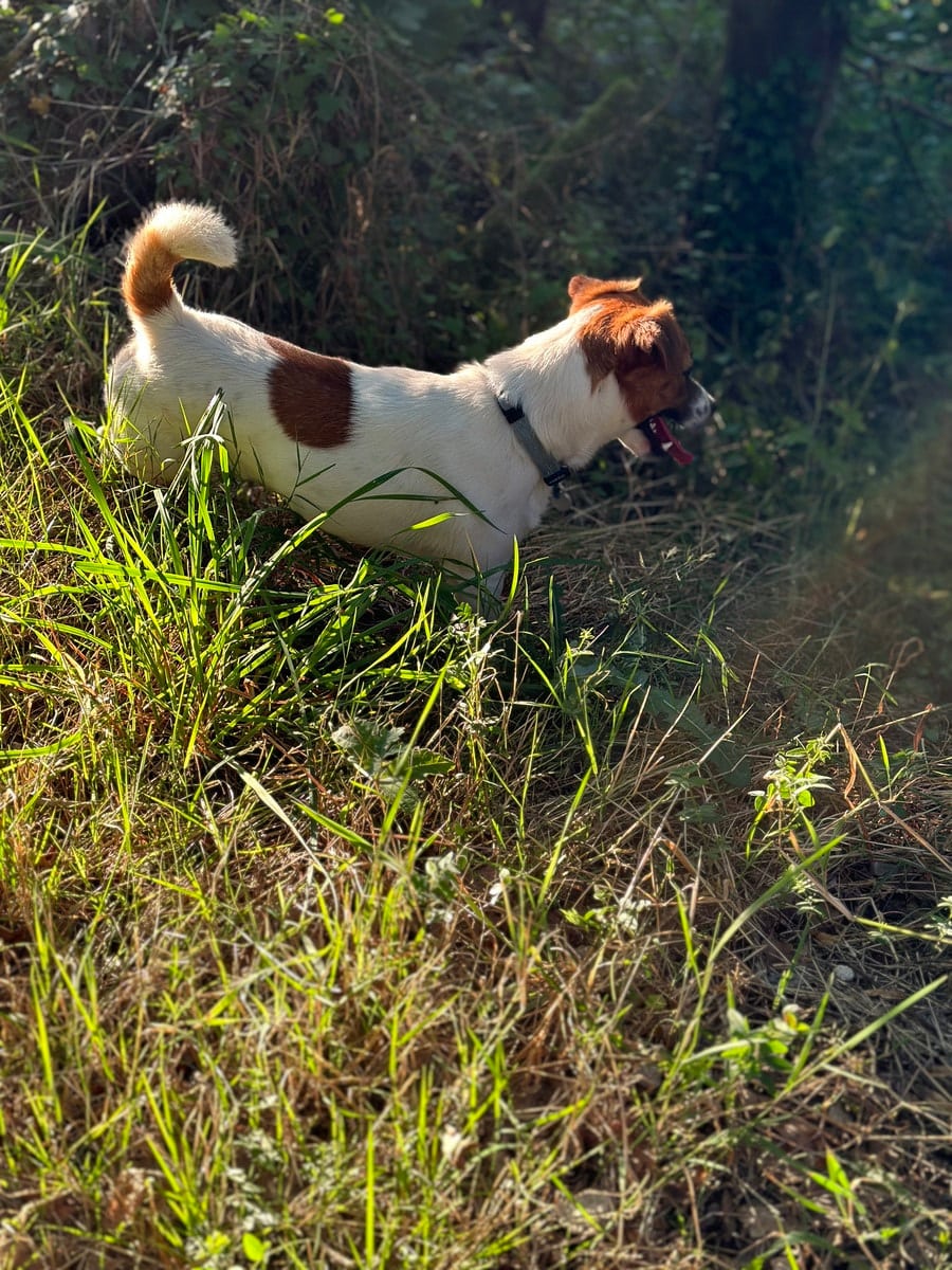 chien jack russell terrier elevage fauve et blanc