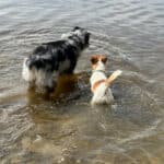 chien jack russell terrier elevage fauve et blanc