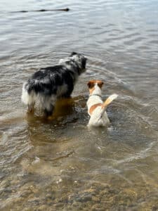chien jack russell terrier elevage fauve et blanc