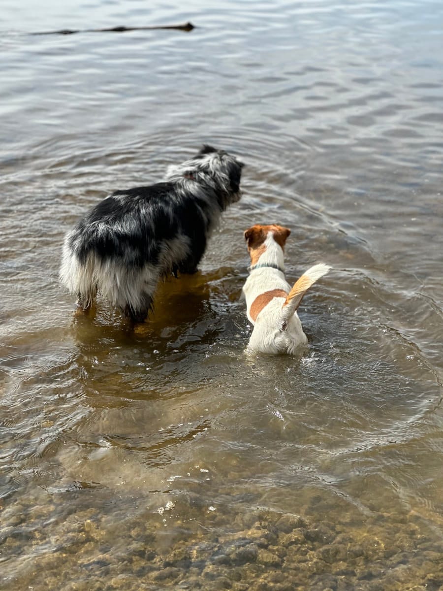 chien jack russell terrier elevage fauve et blanc