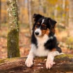 femelle berger australien noir tricolore