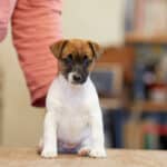 chien jack russell terrier elevage fauve et blanc