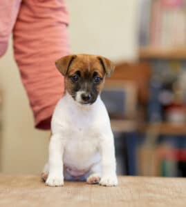 chien jack russell terrier elevage fauve et blanc